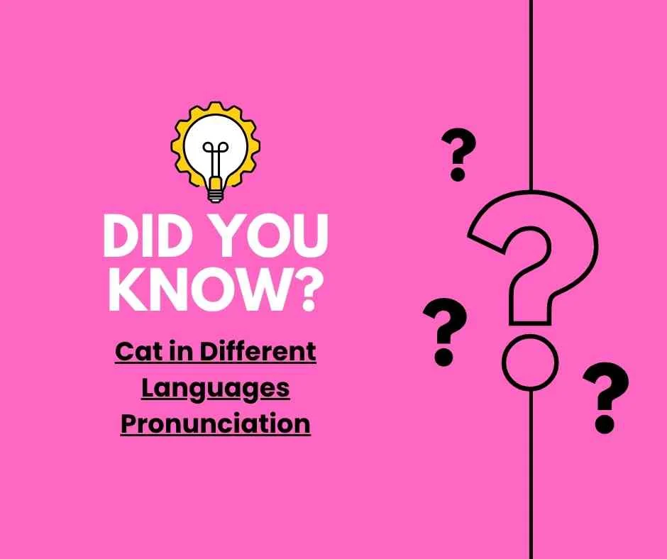 Cat in Different Languages Pronunciation