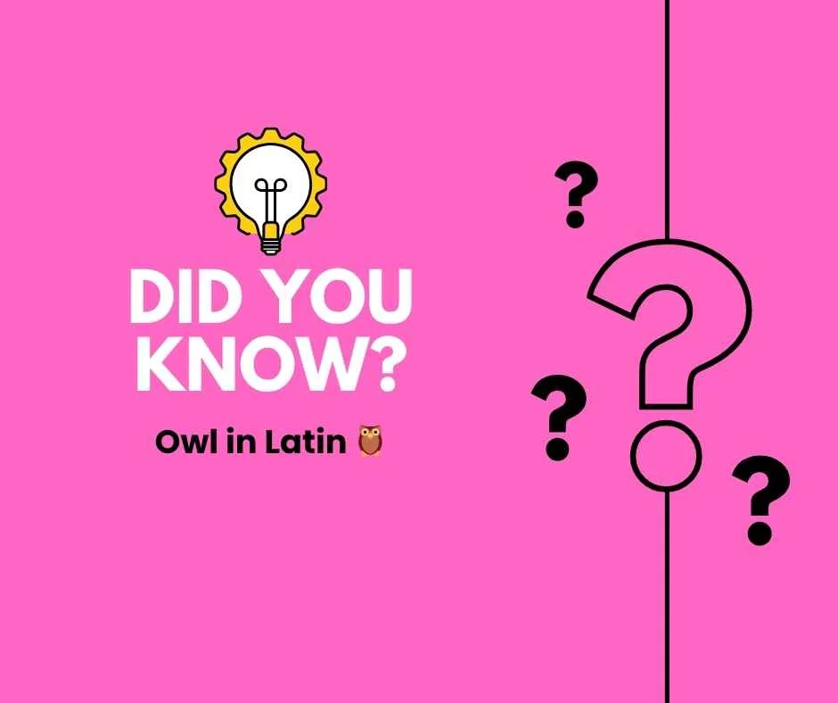 Owl in Latin 🦉