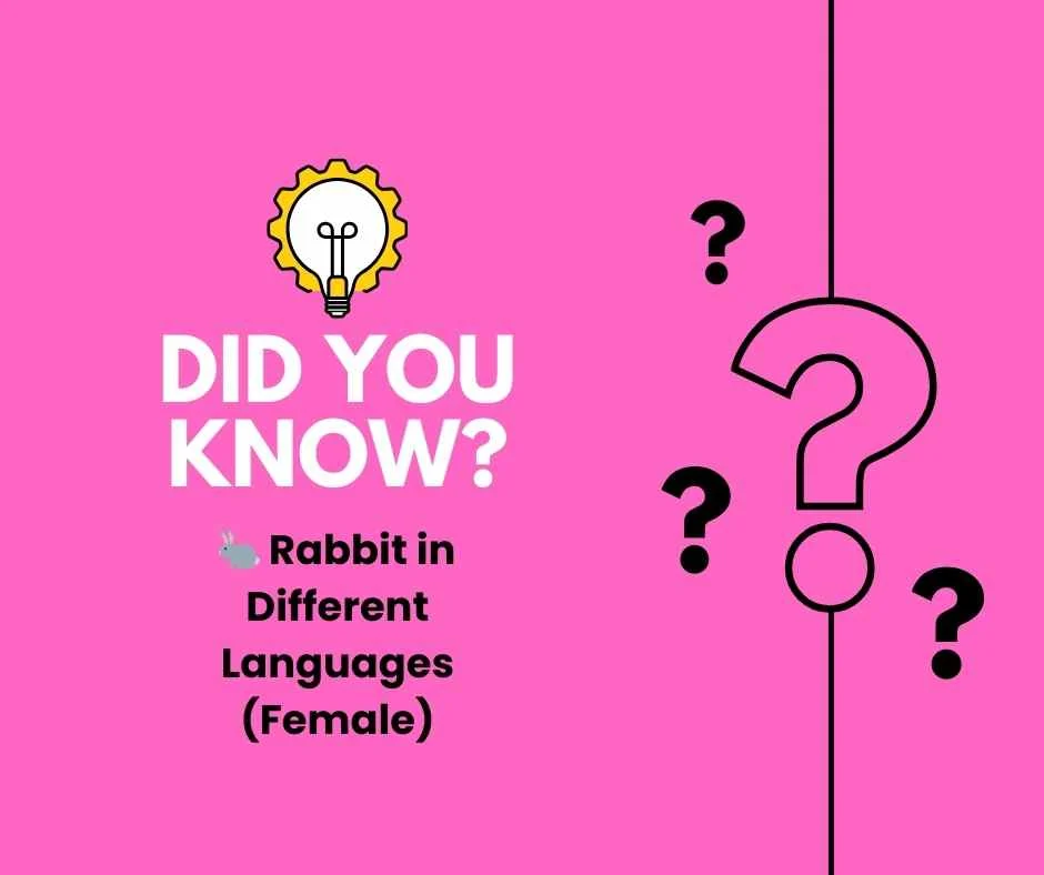 🐇 Rabbit in Different Languages