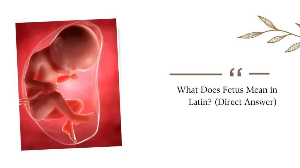 What Does Fetus Mean in Latin?