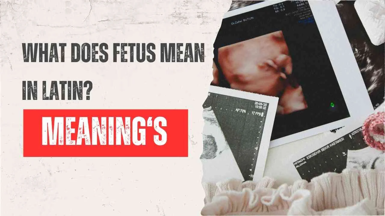 What Does Fetus Mean in Latin? The Surprising Origin Behind the Word in 2026