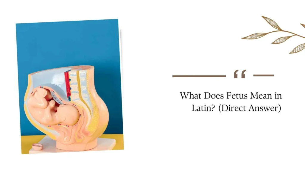 What Does Fetus Mean in Latin?