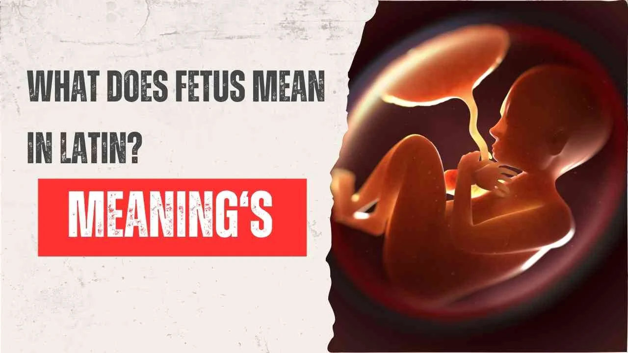 What Does Fetus Mean in Latin? The Surprising Origin Behind the Word in 2026